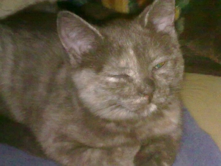 Кошка ищет дом