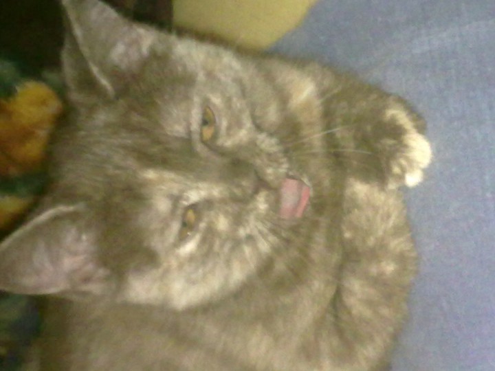 Кошка ищет дом