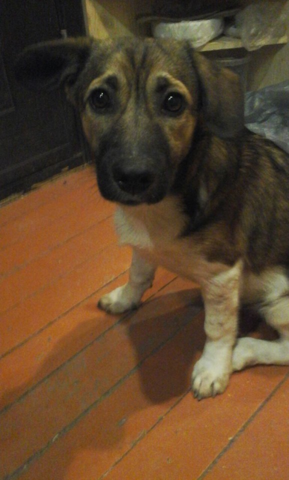 Потерялась собака!