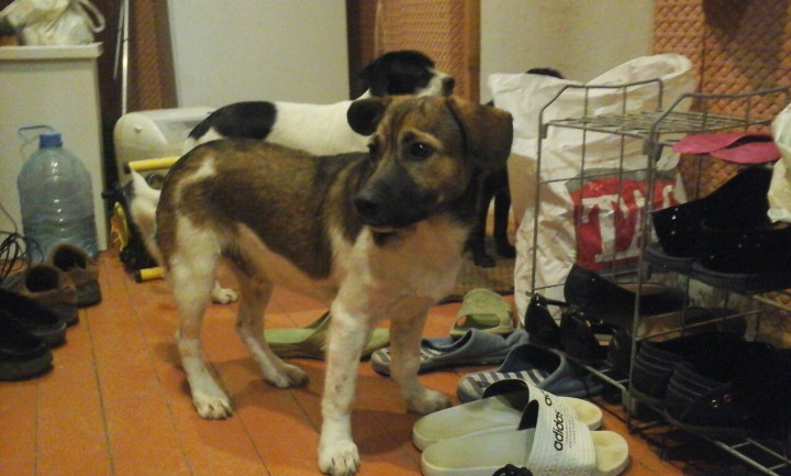 Потерялась собака!