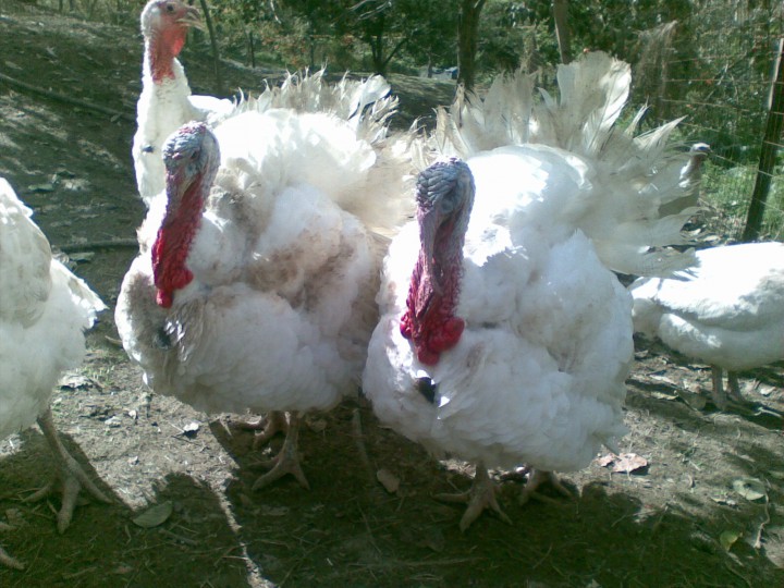 Мясо домашней птицы