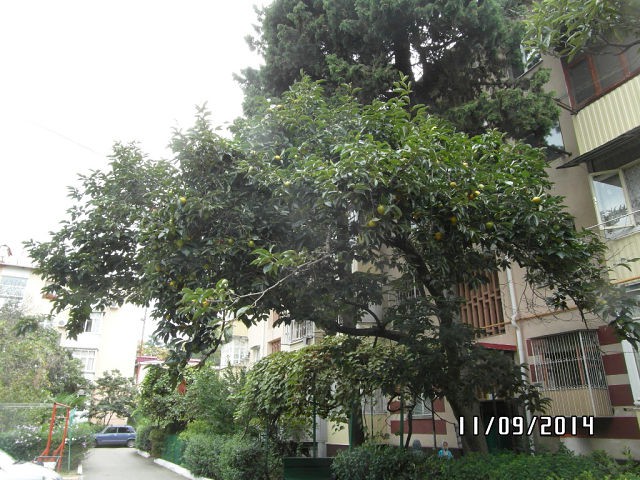 Срочно продаю 3-х комнатную квартиру в центре 