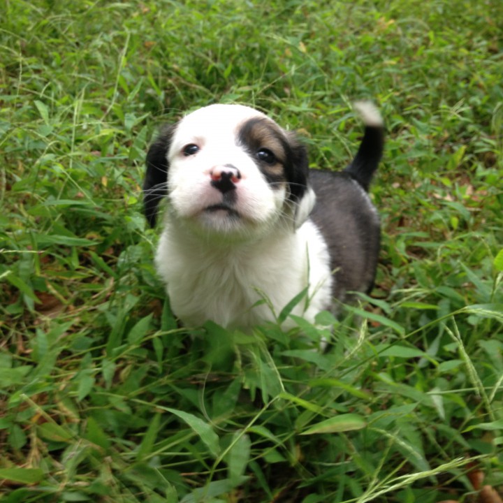 В ДОБРЫЕ РУКИ ЩЕНКИ И ИХ МАМА