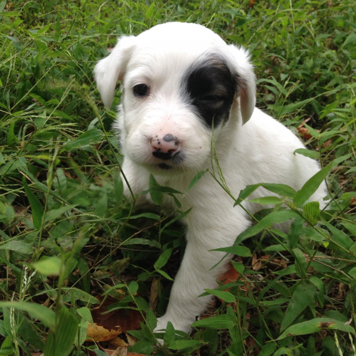 В ДОБРЫЕ РУКИ ЩЕНКИ И ИХ МАМА