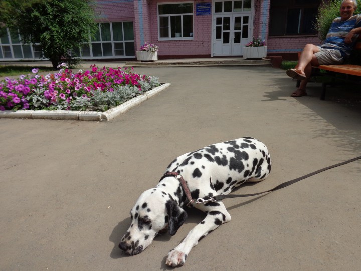 сниму 1-комн. квартиру