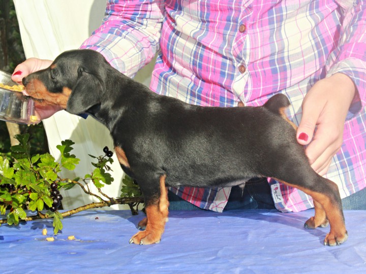 Щенки Цвергпинчера (миниатюрного пинчера)