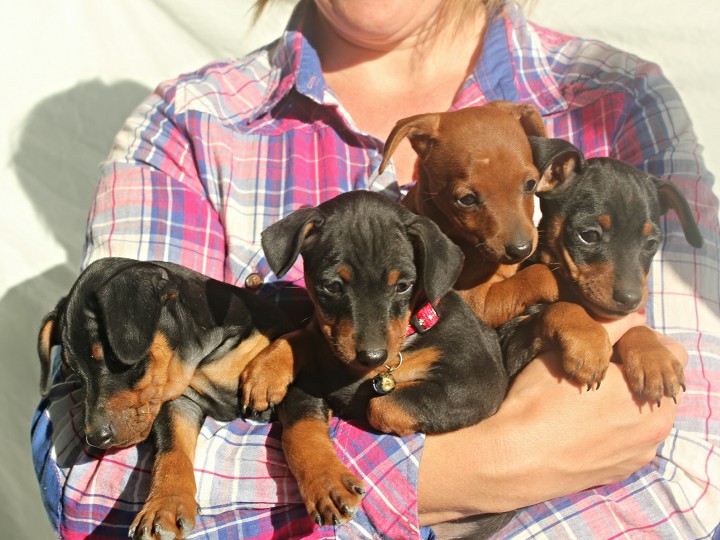 Щенки Цвергпинчера (миниатюрного пинчера)