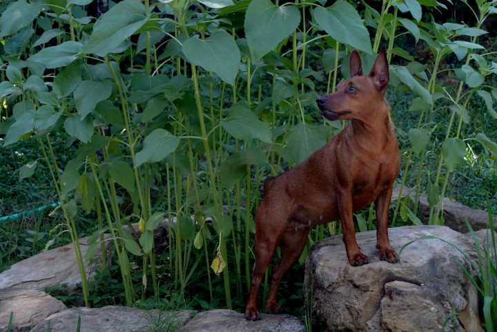 Щенки Цвергпинчера (миниатюрного пинчера)
