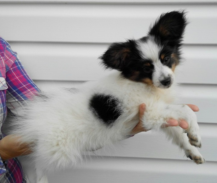 Щенки папийона