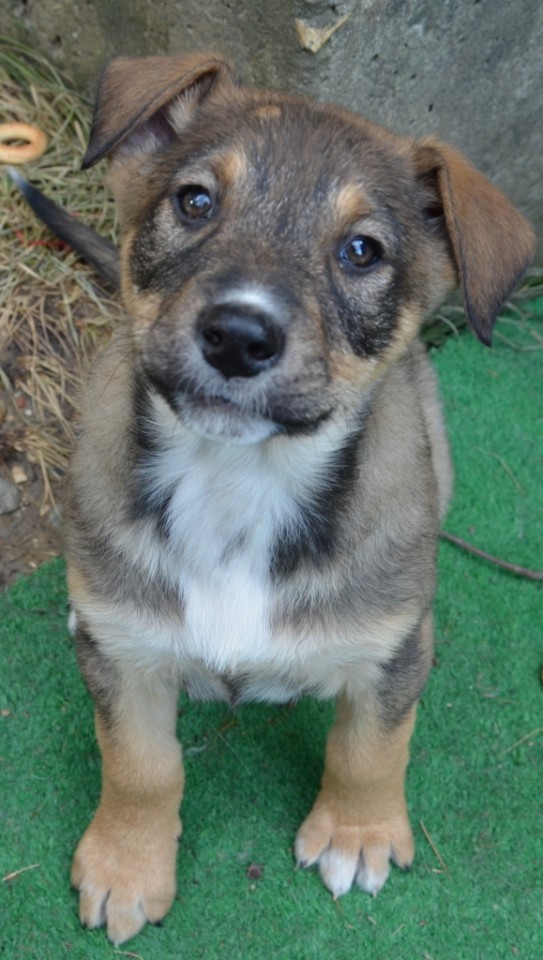 щенки  в добрые руки