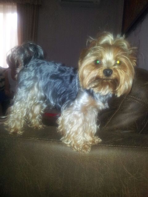 пропала собака  (УРААААА!!!!!!! МЫ НАШЛИСЬ!!!!!!!) 