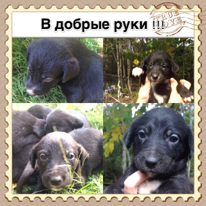 Отдам даром породистых щенков !!!!!!