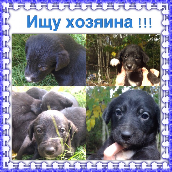 Отдам даром породистых щенков !!!!!!