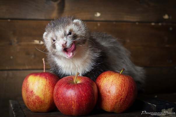 Возьму хорька в хорошие руки