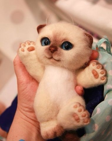 брошенные котята