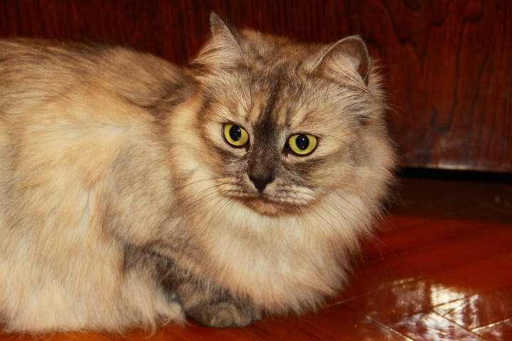 Потерялась кошечка на пер.Теневом 28.08.2016 помогите найти!!!