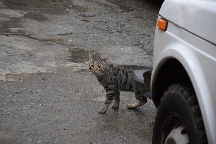 пропал член семьи (кот)