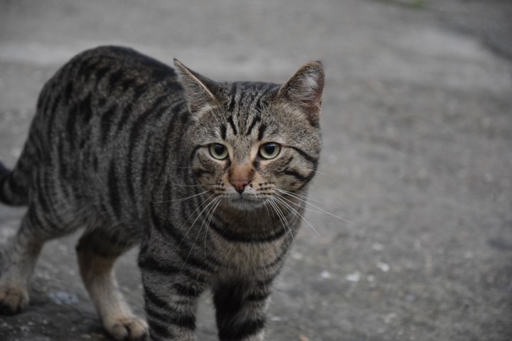 пропал член семьи (кот)