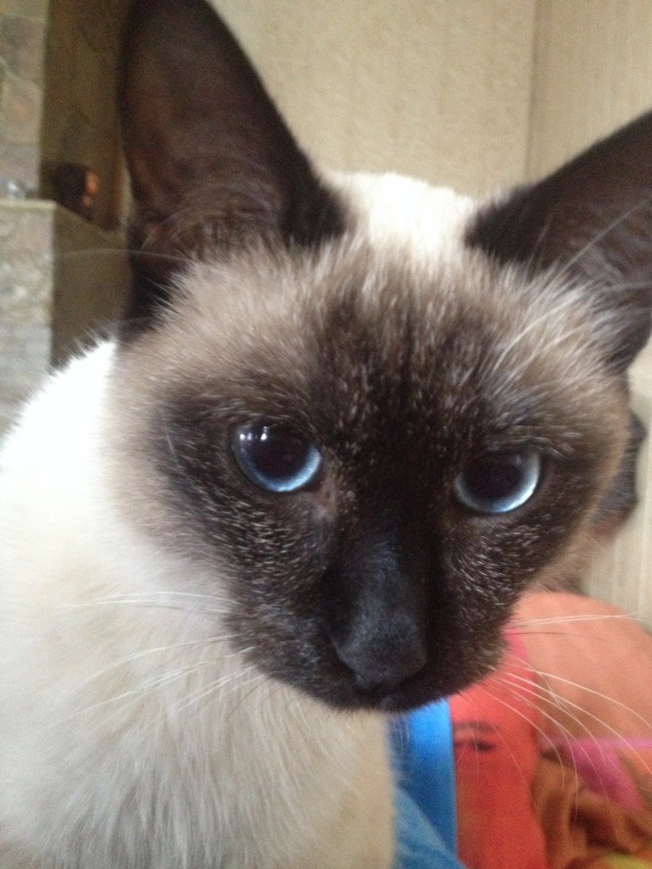 Ищем сиамского (тайского) папу для будущих котят