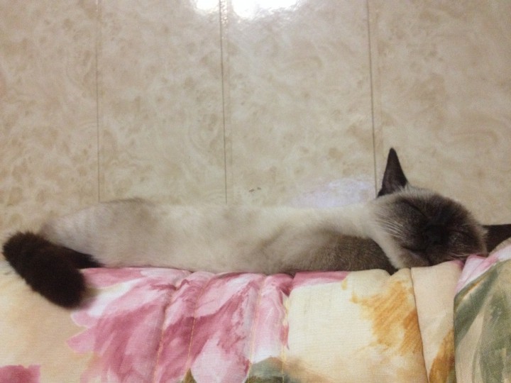 Ищем сиамского (тайского) папу для будущих котят