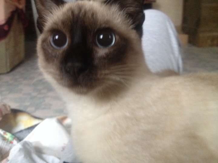 Ищем сиамского (тайского) папу для будущих котят