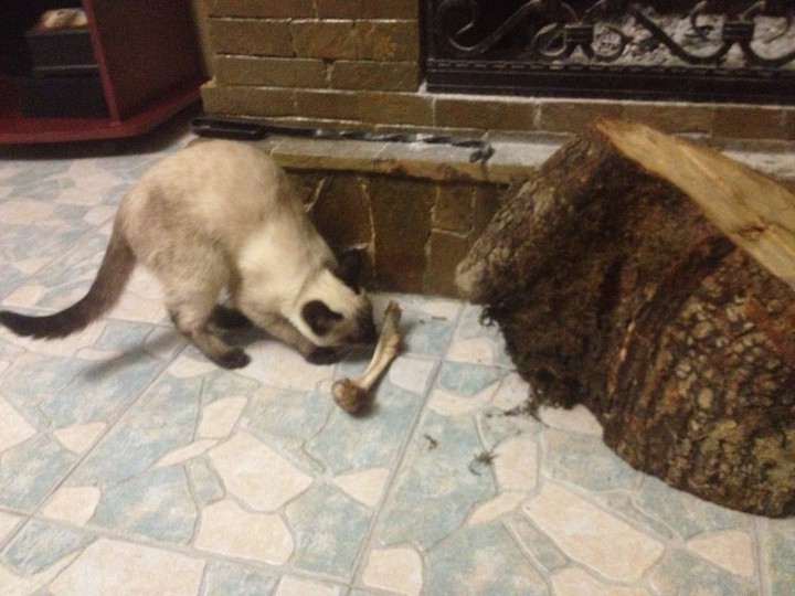 Ищем сиамского (тайского) папу для будущих котят