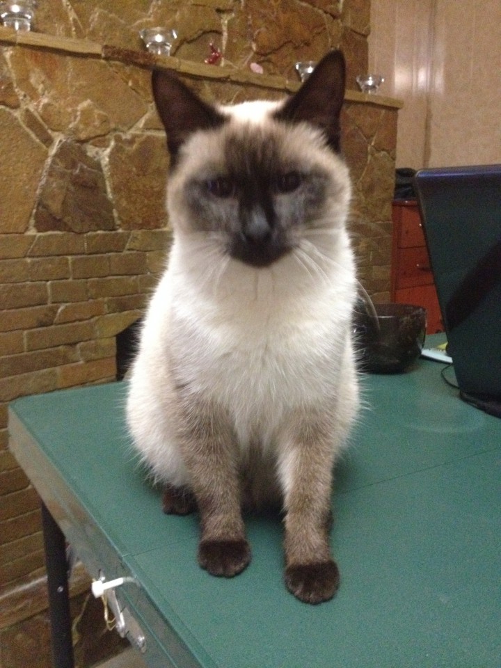 Ищем сиамского (тайского) папу для будущих котят