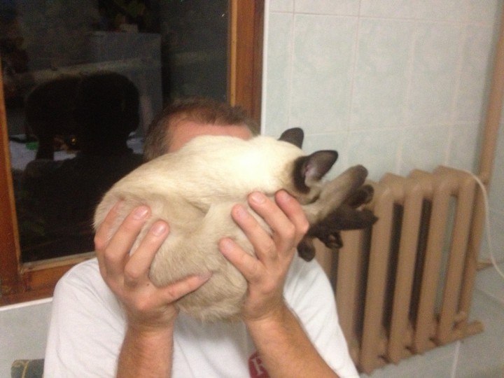 Ищем сиамского (тайского) папу для будущих котят