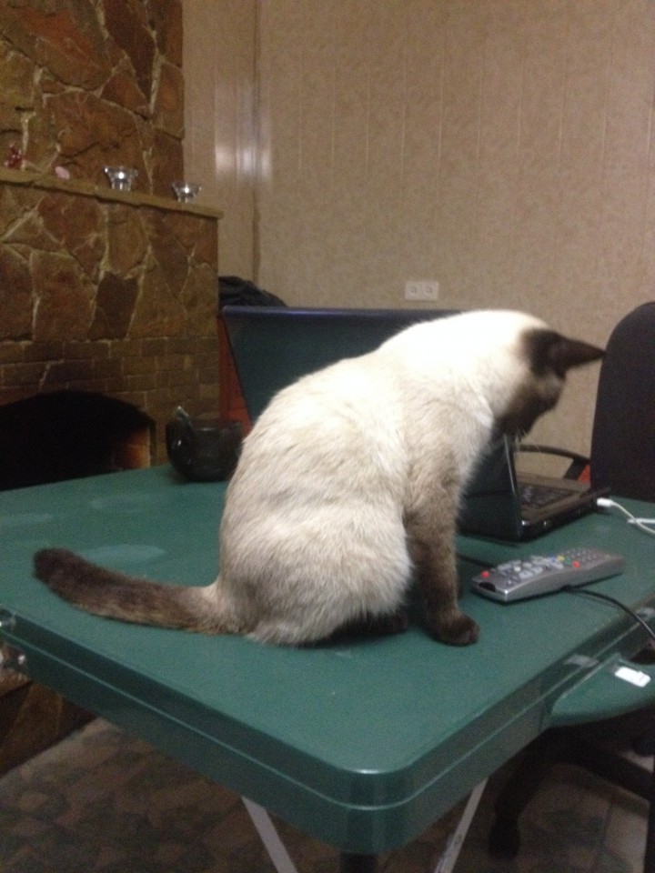 Ищем сиамского (тайского) папу для будущих котят