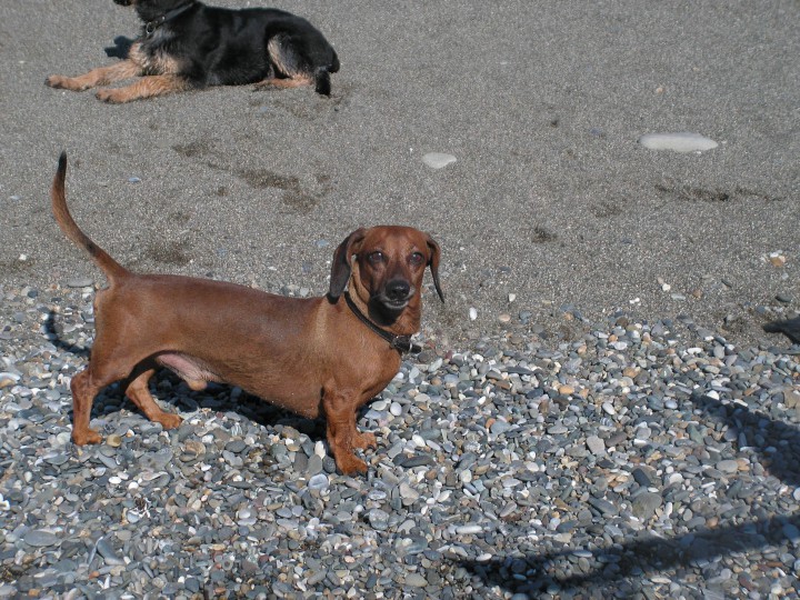 Красавец такс ищет подругу!