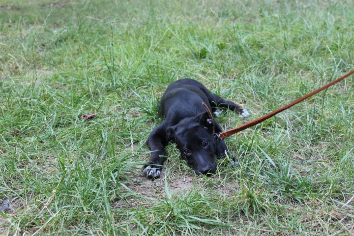 Красавица ищет дом.