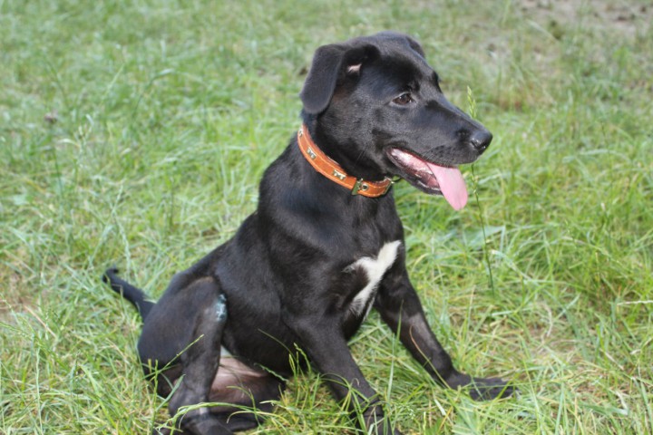 Красавица ищет дом.