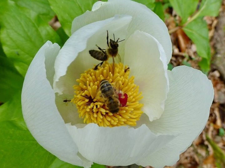 Сдаю 3 комнатную квартиру