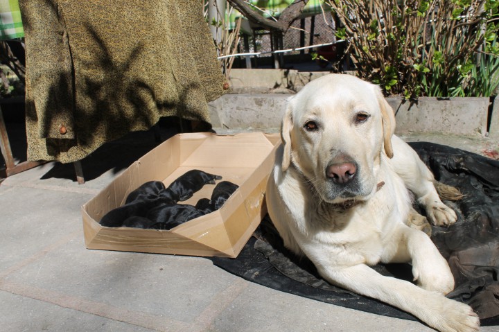 Пропала собака с тремя щенками