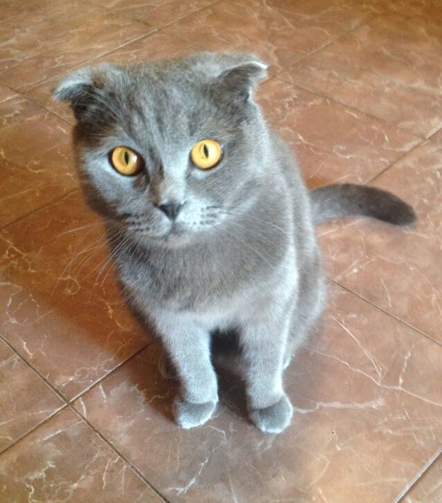 Арчи в добрые руки