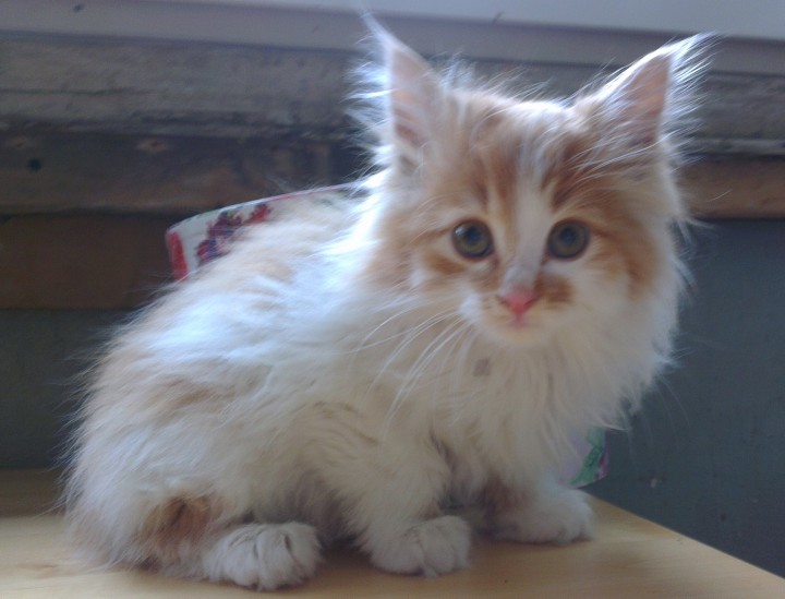 Котята ищут любящих хозяев