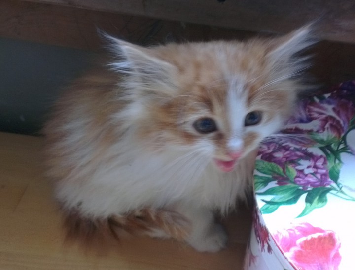 Котята ищут любящих хозяев