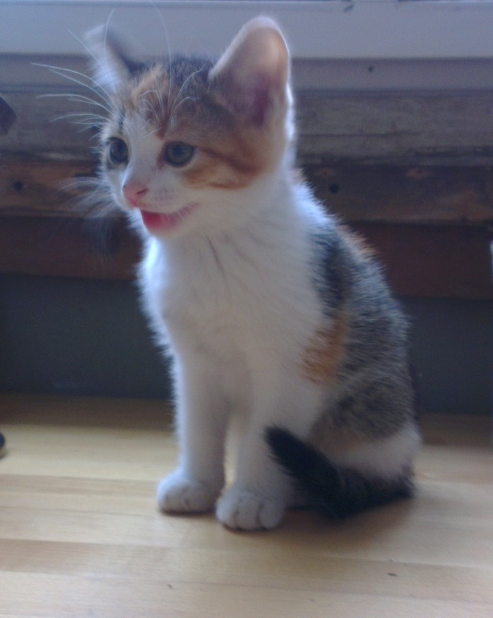 Котята ищут любящих хозяев