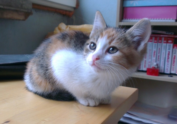 Котята ищут любящих хозяев