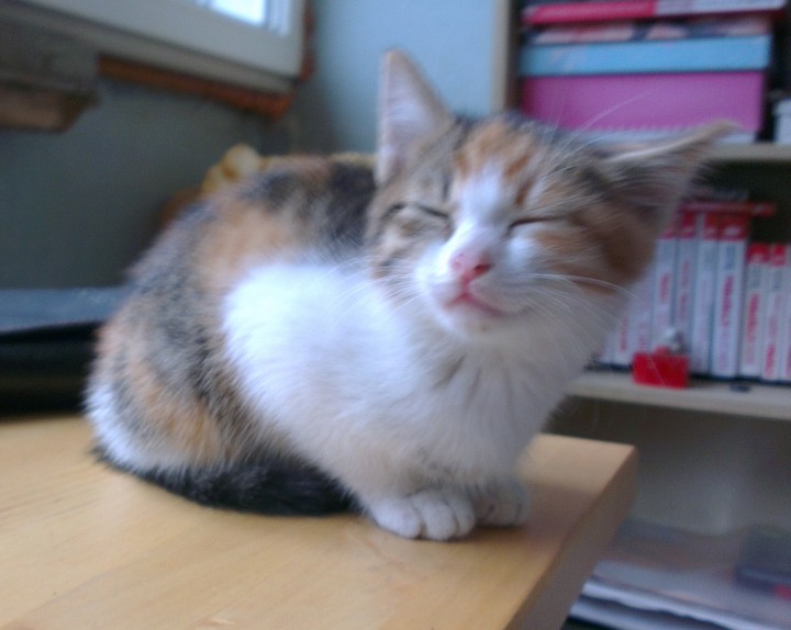 Котята ищут любящих хозяев