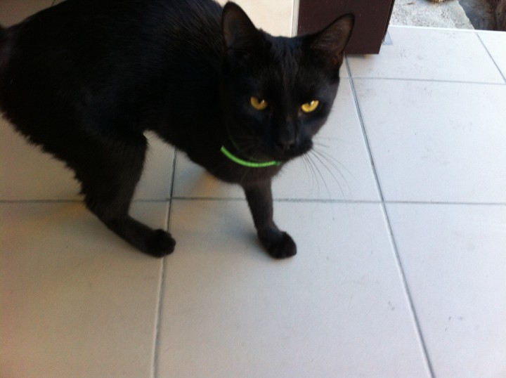 Кошка ищет хозяев