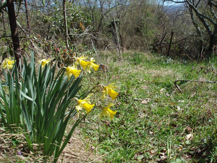 Участок 6.6 сот. (СНТ, ДНП)