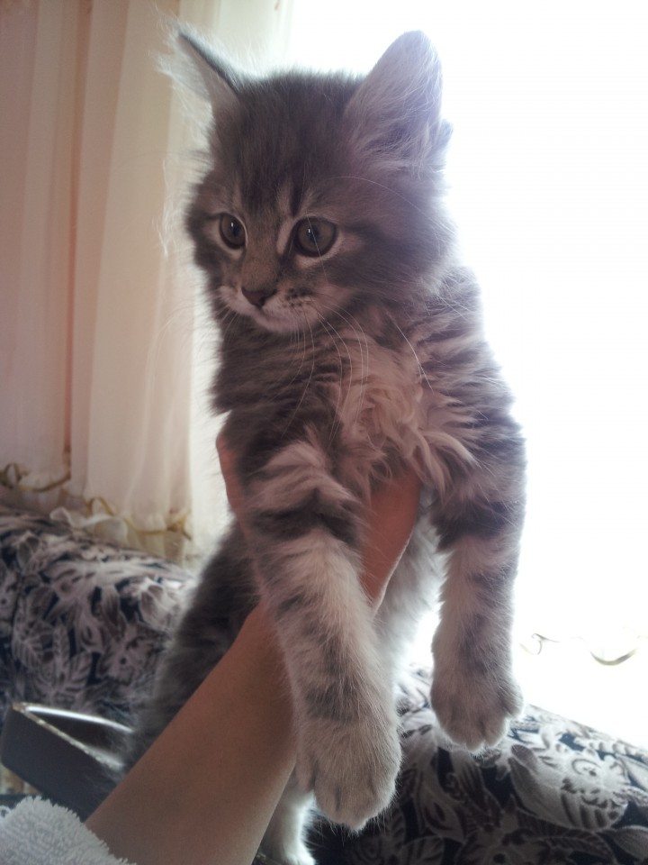 ОТДАЮ В ДОБРЫЕ РУКИ 