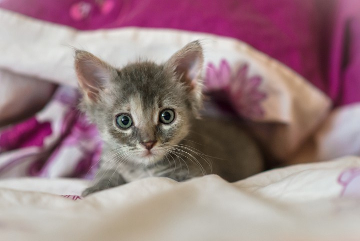 ОТДАМ В ДОБРЫЕ РУКИ 