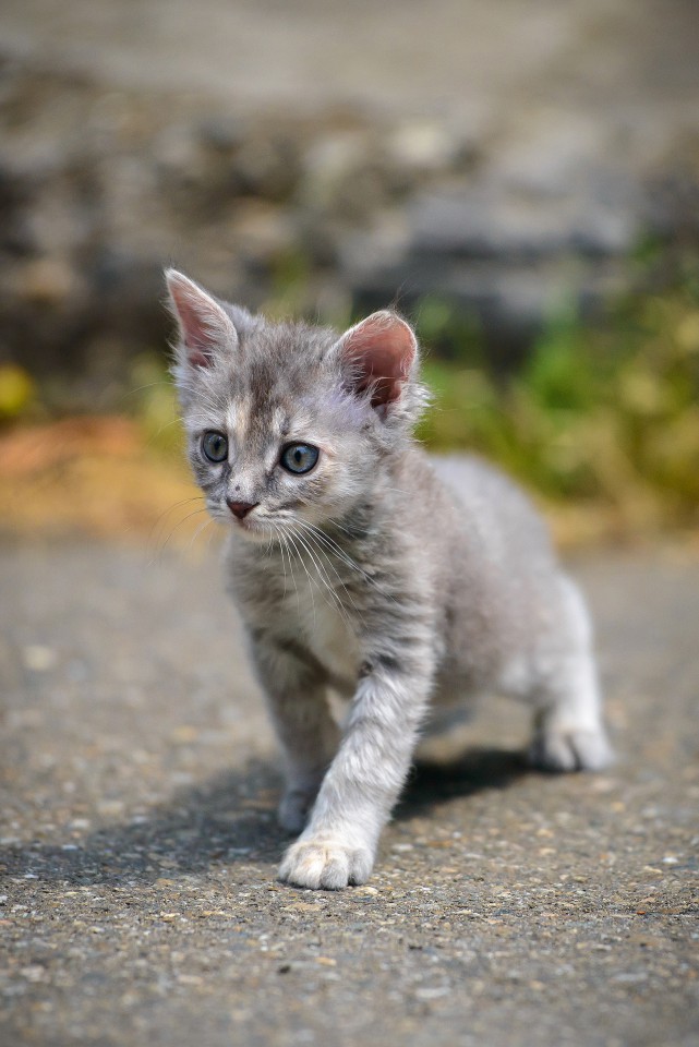 ОТДАМ В ДОБРЫЕ РУКИ 