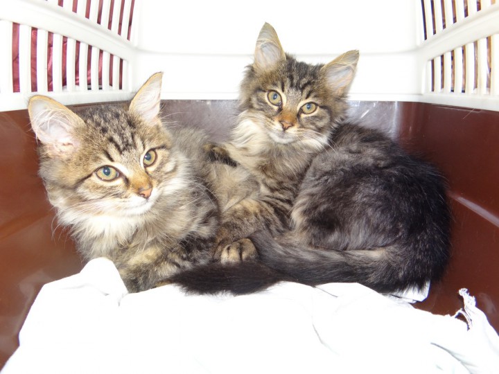 Пушистые красавцы  даром!