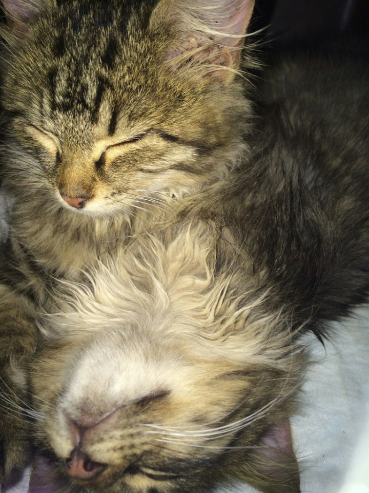 Пушистые красавцы  даром!