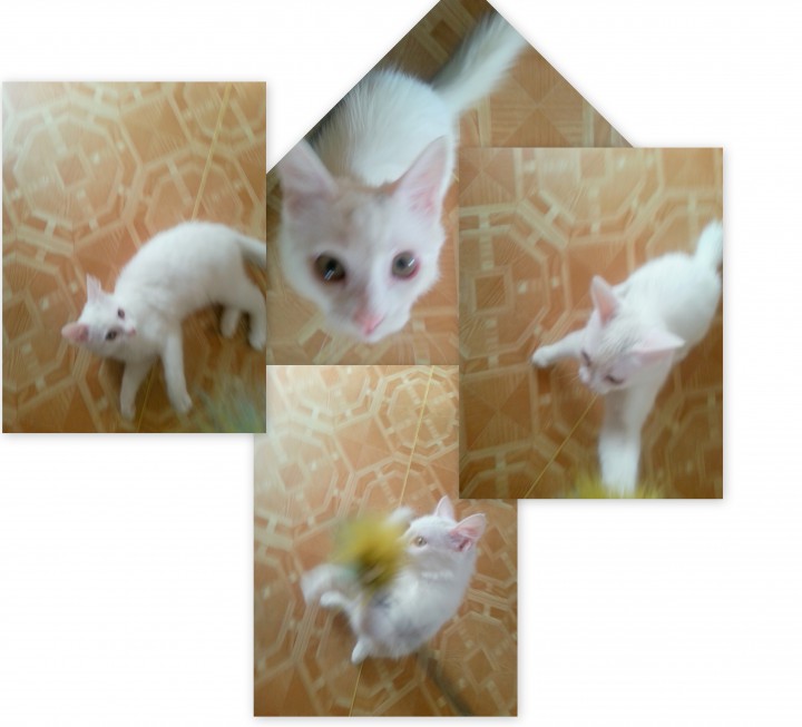 Ищет добрую хозяйку!