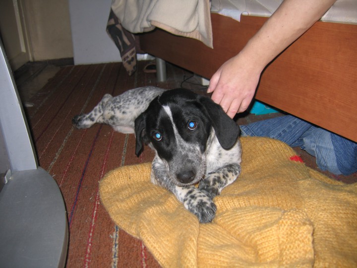 найдена собака похож на русского саниеля мальчик макаренко почта