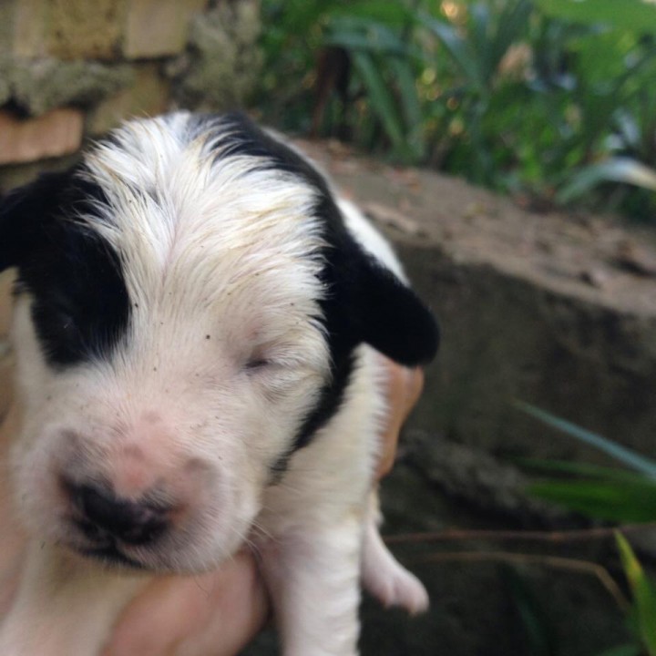 Собачьи дети ищут дом